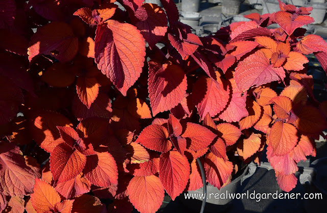 Coleus%2Bred.JPG