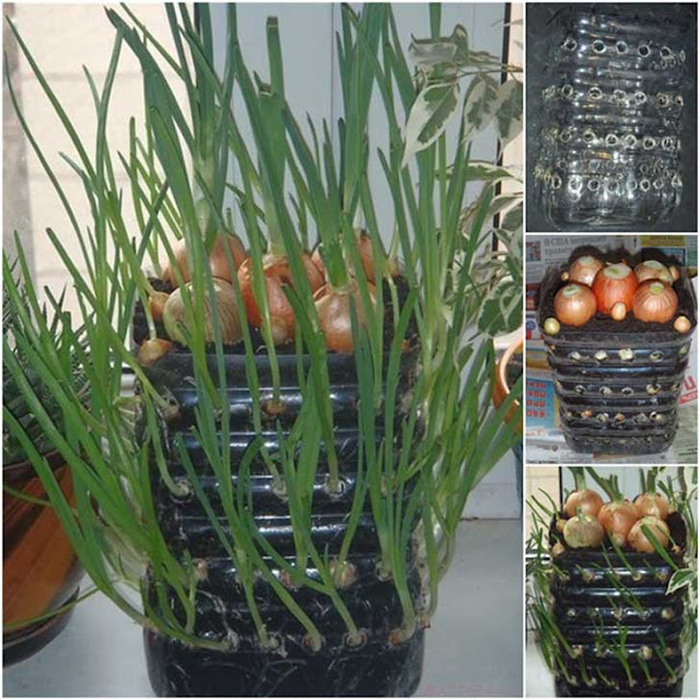 Como plantar cebollas en una botella de plástico - El Cómo de las Cosas