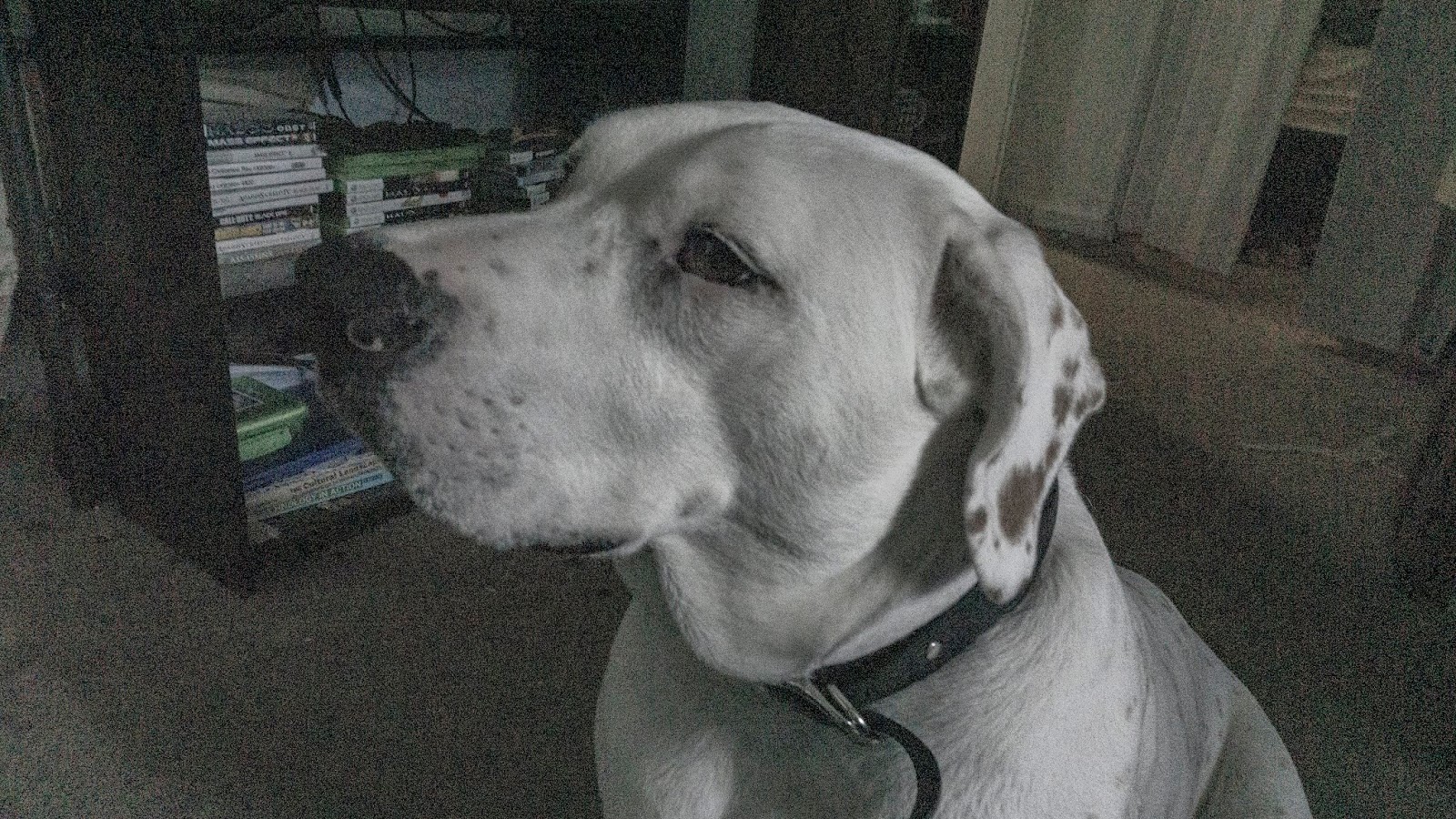 Digital Photography NVCC Spring 2019