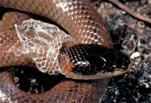 ¿Por serpientes cambian mudan piel?