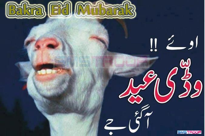 Funny Qurbani Videos 2025