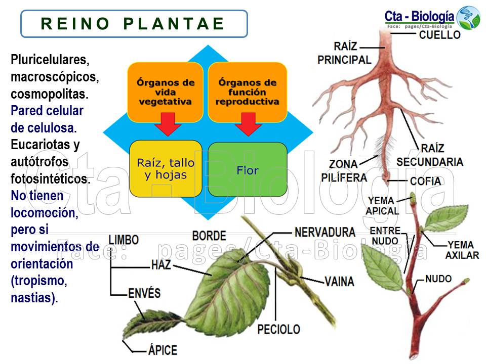 Biología didáctica: Ingeniería SM II - 14 Reino Plantae