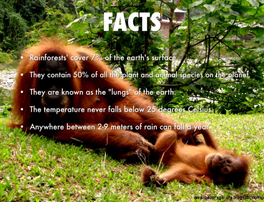 Rain Forest Animals Facts Wallpapers Gallery