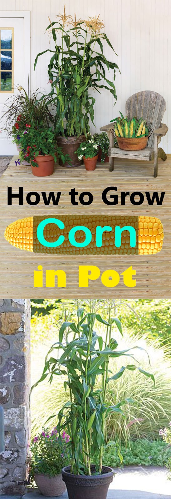 How to Grow Sweet Corn, Growing Planting Harvesting Corn Everything