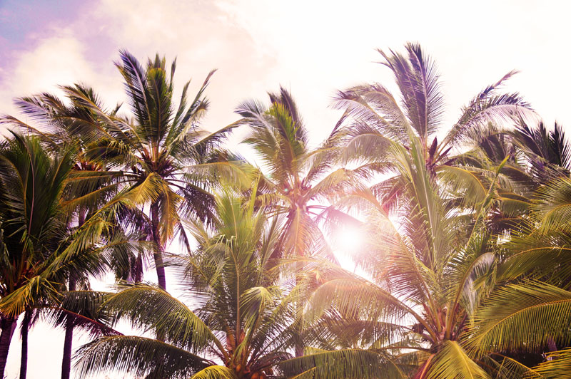 wanderlust tumblr palm trees light coming through wanderlust tumblr palm trees light coming through