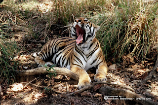Tiger in forest of India