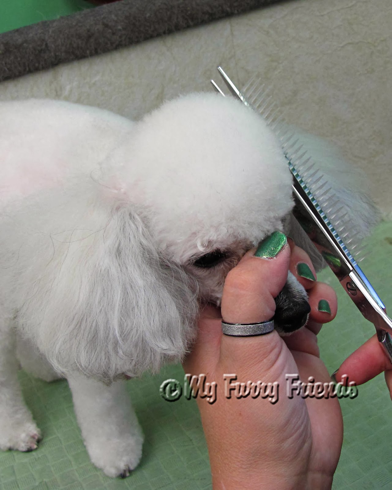 Pet Grooming The Good, The Bad, & The Furry Product Review...Scissor Comb