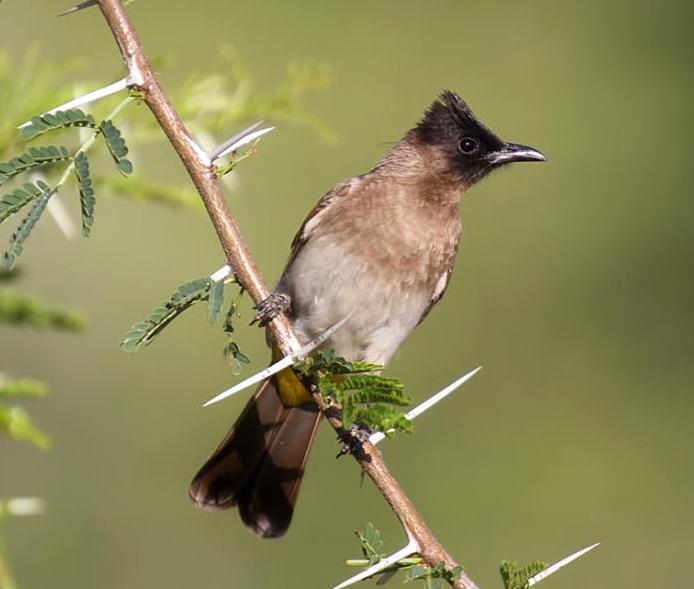 bulbul bird name in english essay