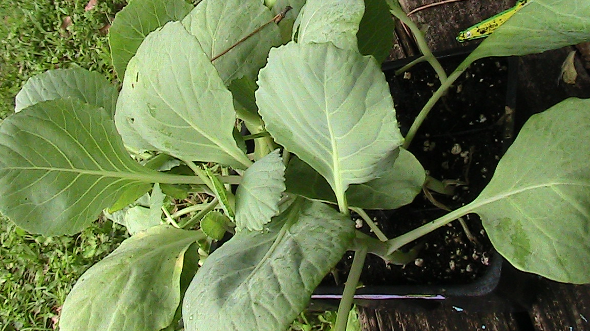 My Back Forty Garden and Park Three Plants in the Brassica Family