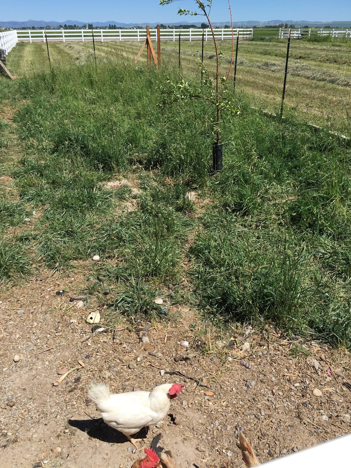 How to Build a Chicken Coop From Pallets A Vision to Remember All