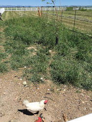 chicken run build coop pallets things apple