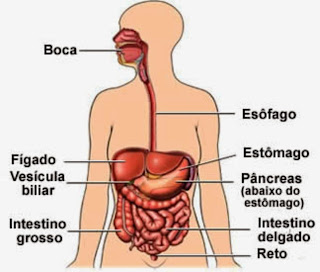 Conheça 10 fatos surpreendentes sobre o sistema digestivo