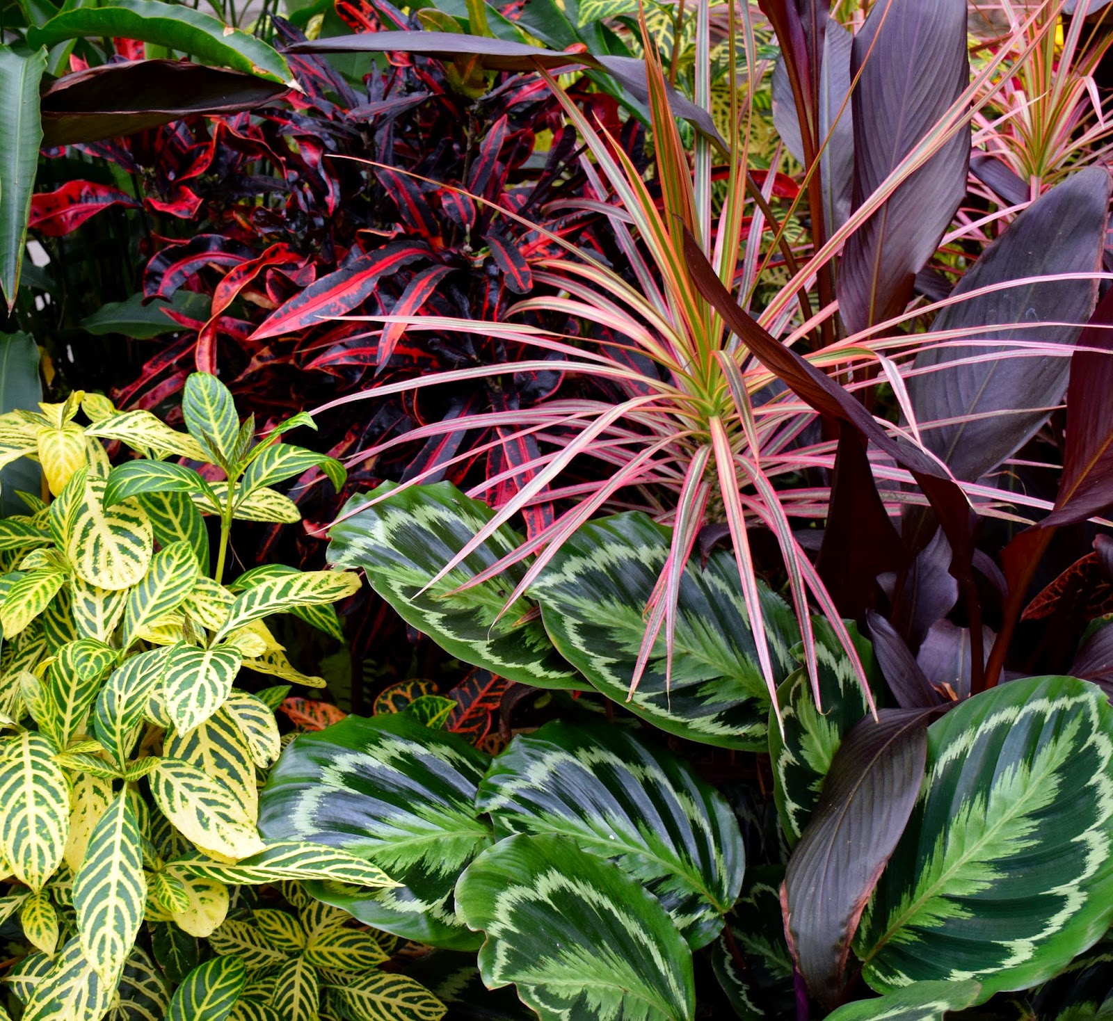 Melanie's Perennials Arctic Blast! Not at Planting Fields Arboretum