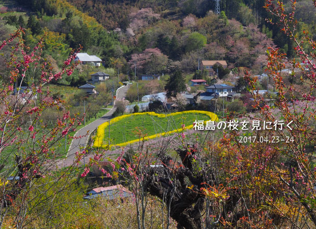 福島の桜：花見山の残念な光景