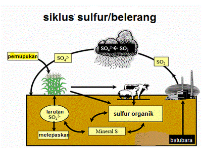 PROSES TERJADINYA SIKLUS SULFUR - sriwahyu