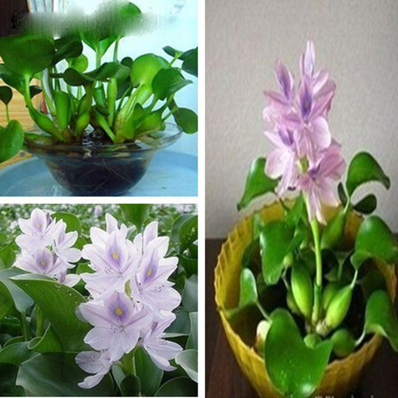 New Water Hyacinth Seeds, Best Germinate Pond Aquarium Seeds 100 pcs