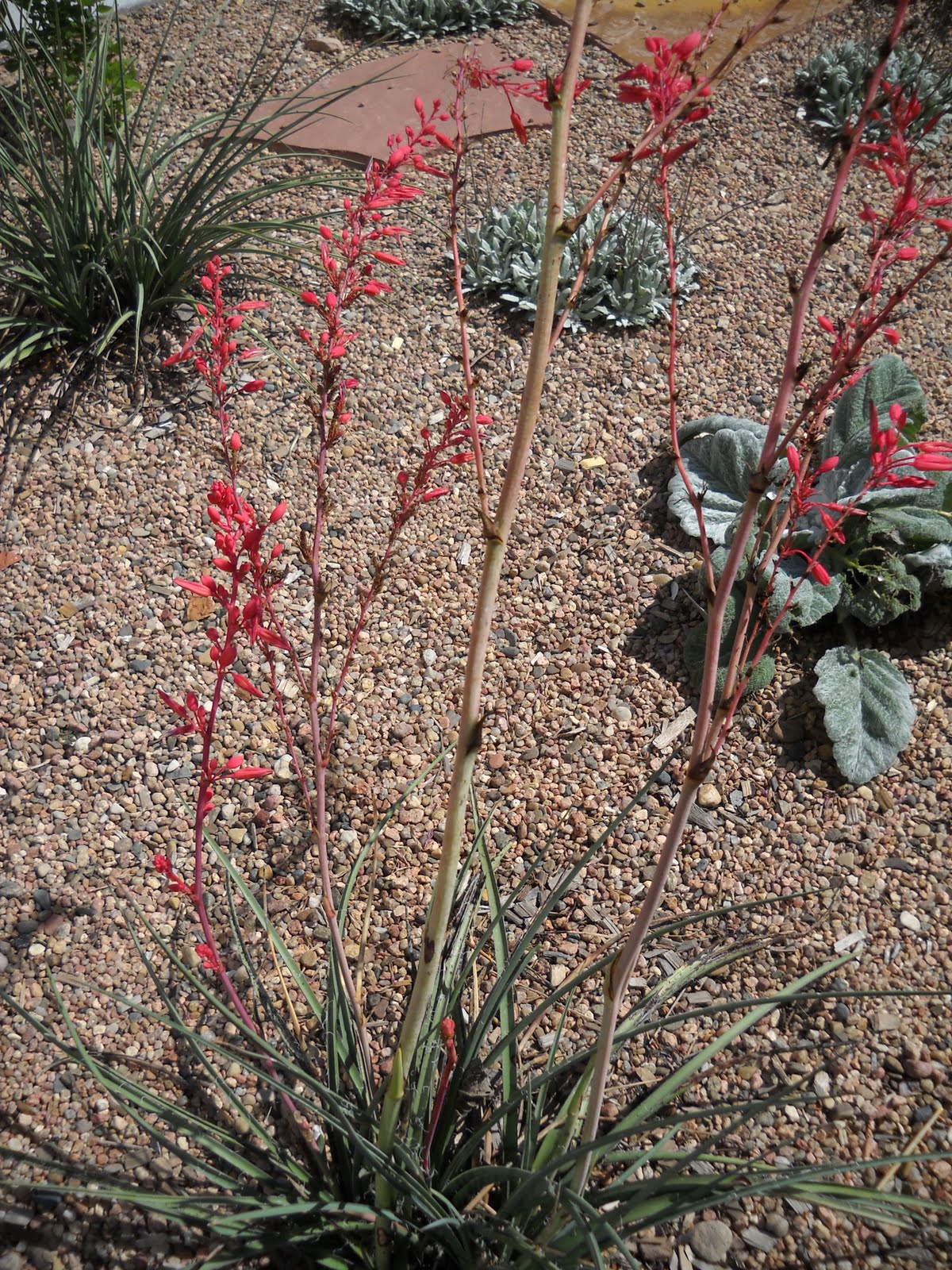 Golden Plains Area Horticulture The Xeric Plant Red Yucca