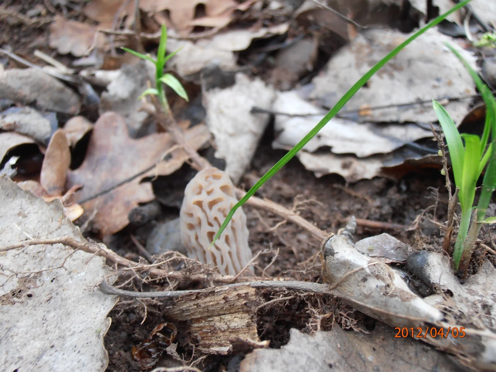 Nouvelle pousse de morilles ! - Terra Morchellarum