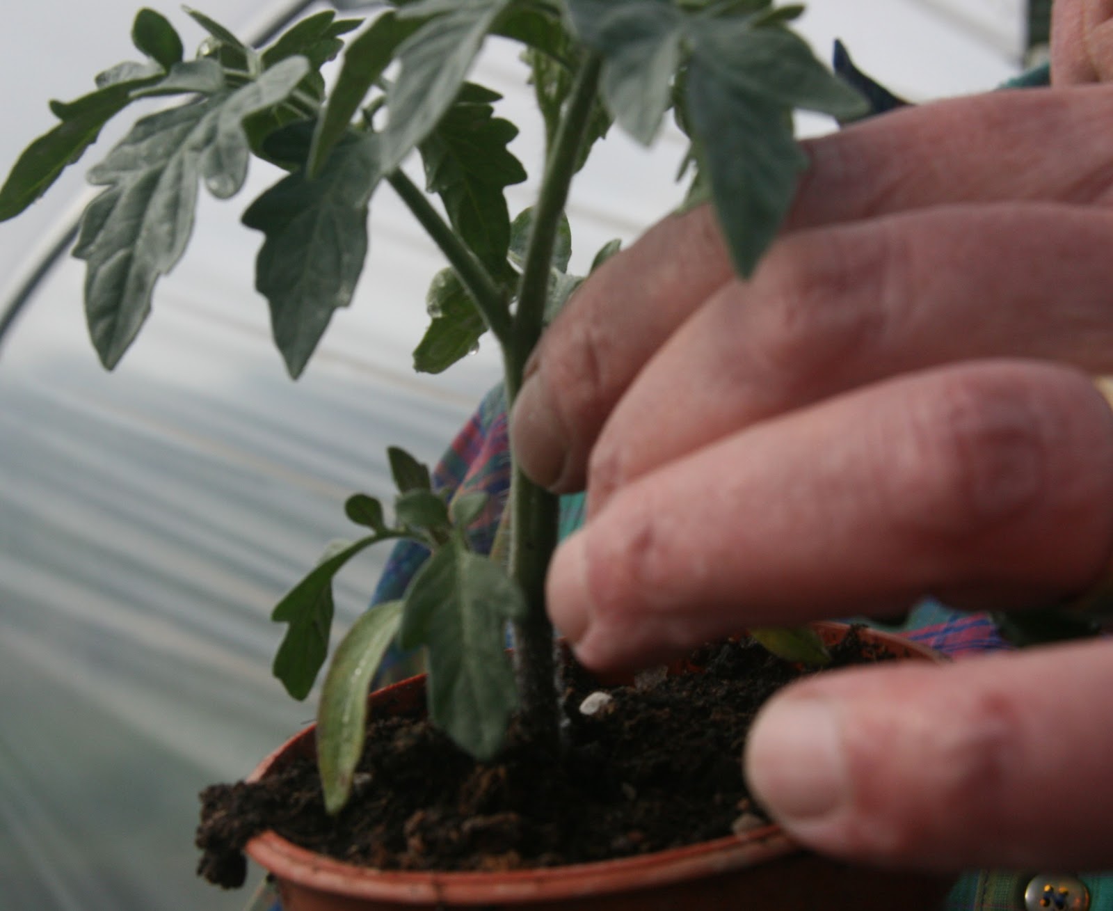 Allotment From Plan to Plot to Platter Tomatoes, Beans and Strawberries