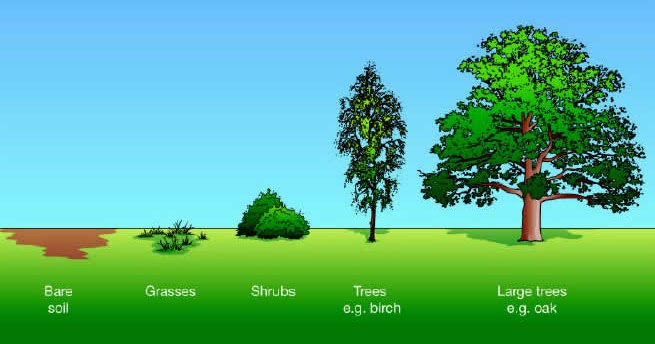 The_Zed.Share: Penjelasan Tentang Suksesi | Biologi