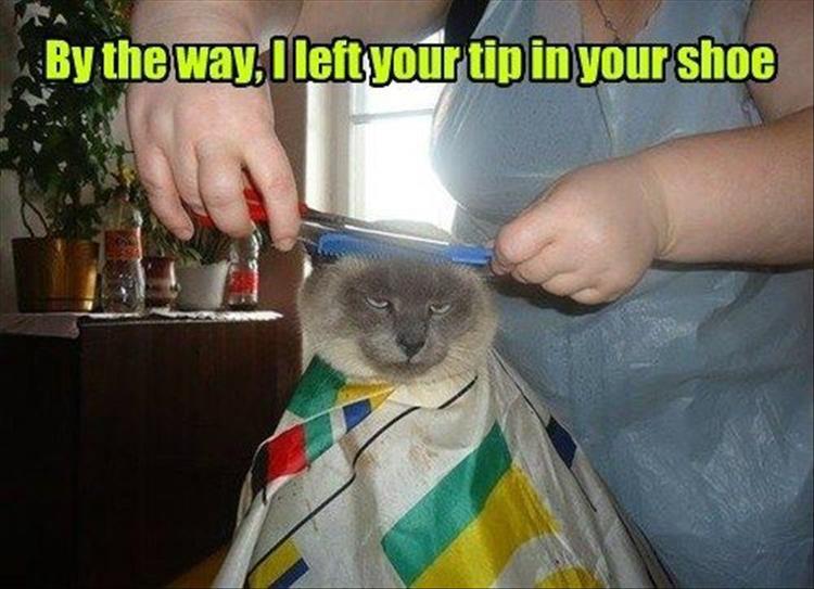 30 Funny animal captions - part 56, funny captioned animal picture, funny animals