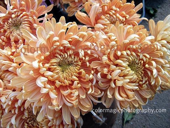 Orange Chrysanthemums-closeup