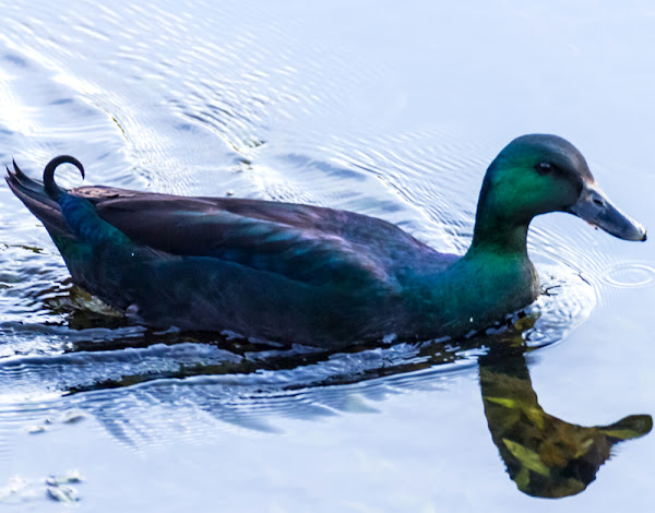 duck breeds, list of duck breeds, different duck breeds