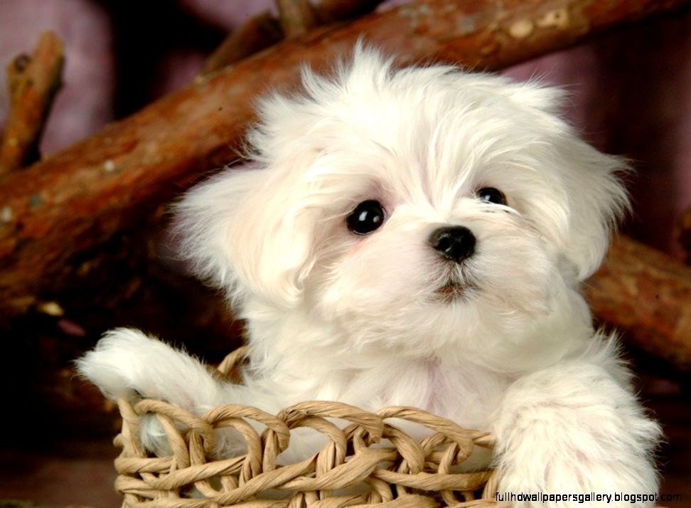 Dog Breeds Pictures As Puppies Hd Cute Puppy Puppies Wallpaper