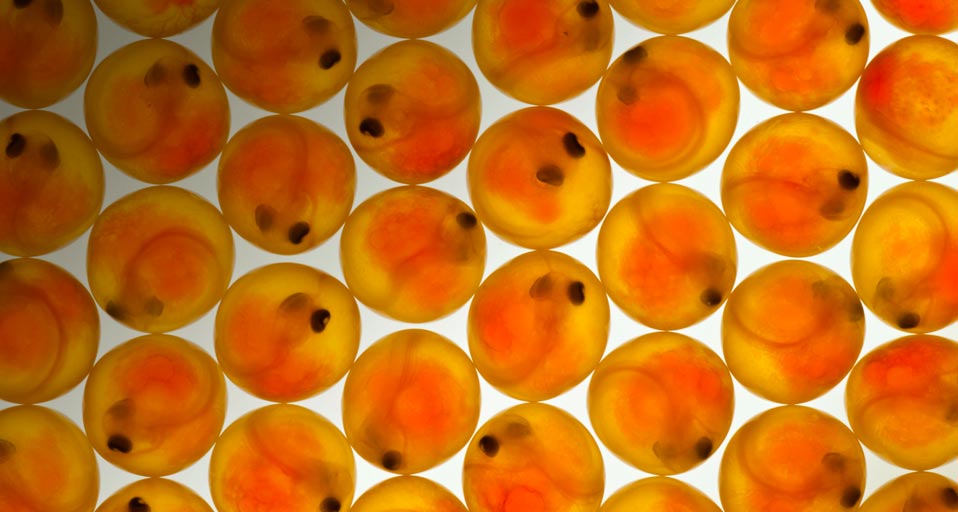 fotografias Coho salmon eggs at fish hatchery Frans Lanting/Corbis