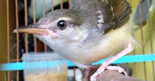 Gambar Gambar Ciblek Jan Tan Dan Betina / 8 Perbedaan