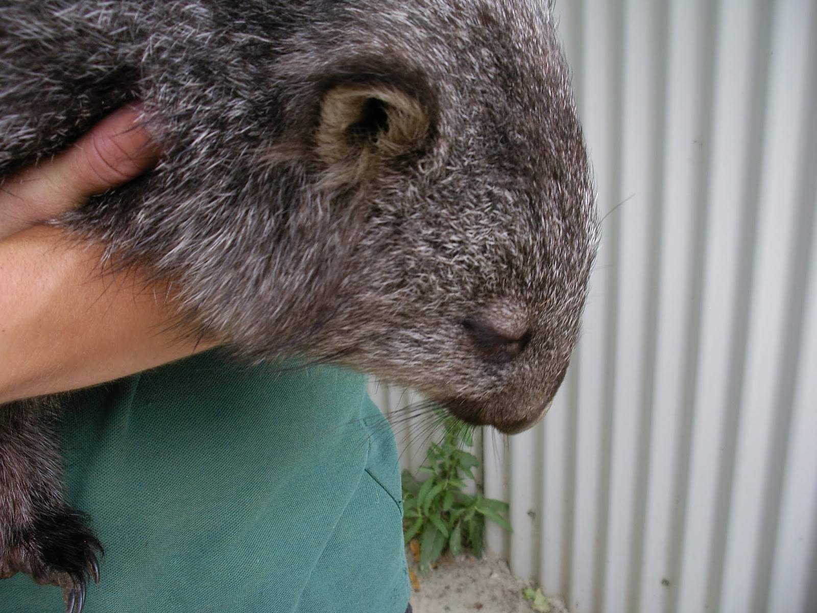 Blogger Wil: ABC Wednesday, W is for Wombat