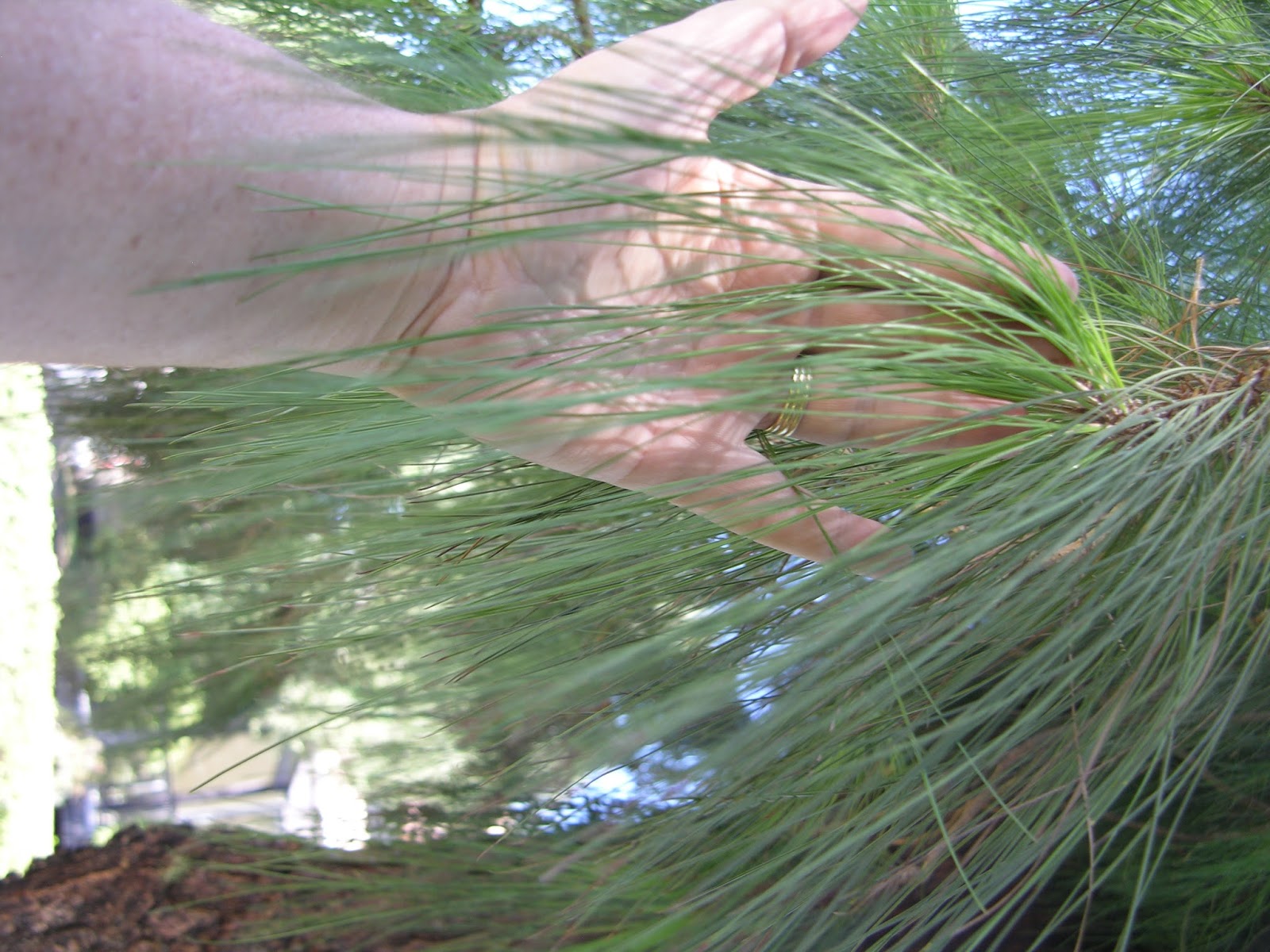 Xtremehorticulture of the Desert Pine Needles Added to Soils. Good or Bad?