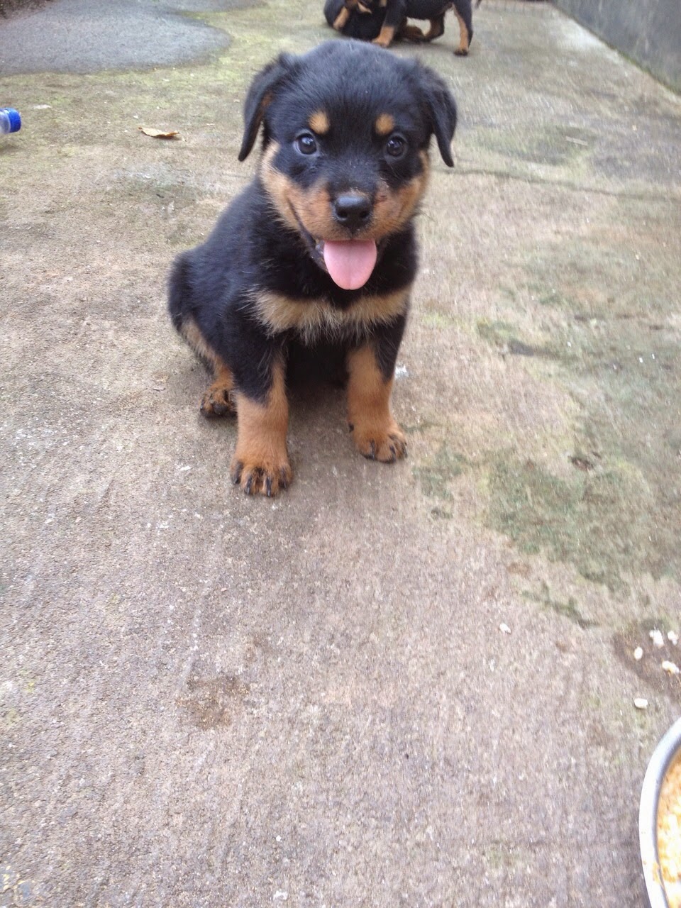 Show Quality Rottweiler Puppies for Sale Thalassery