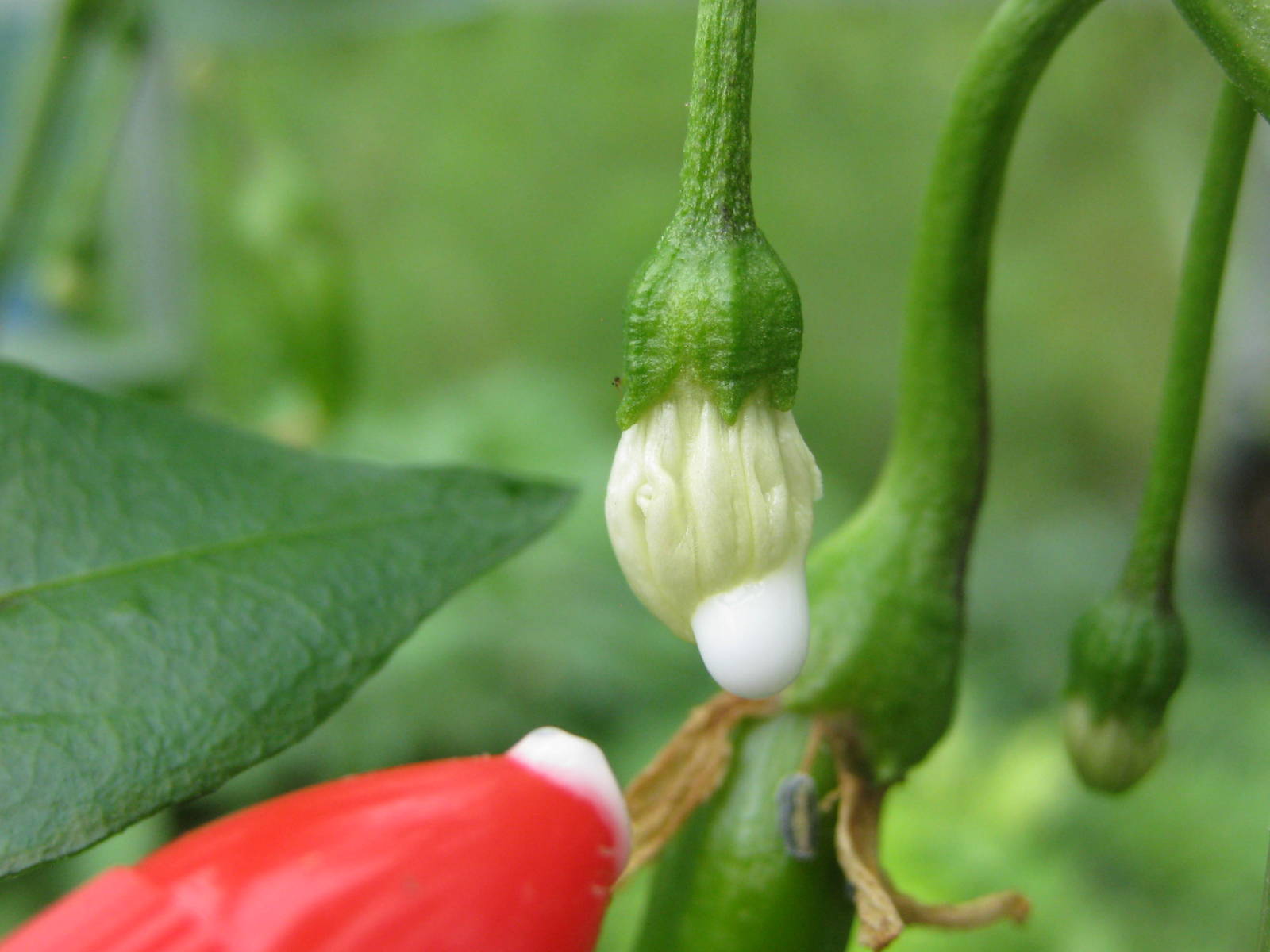 Growing Food, Saving Seeds Glueing chilli flowers, a way to save pure