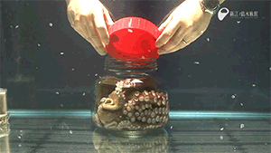OCTOPUS%2B%25281%2529.gif