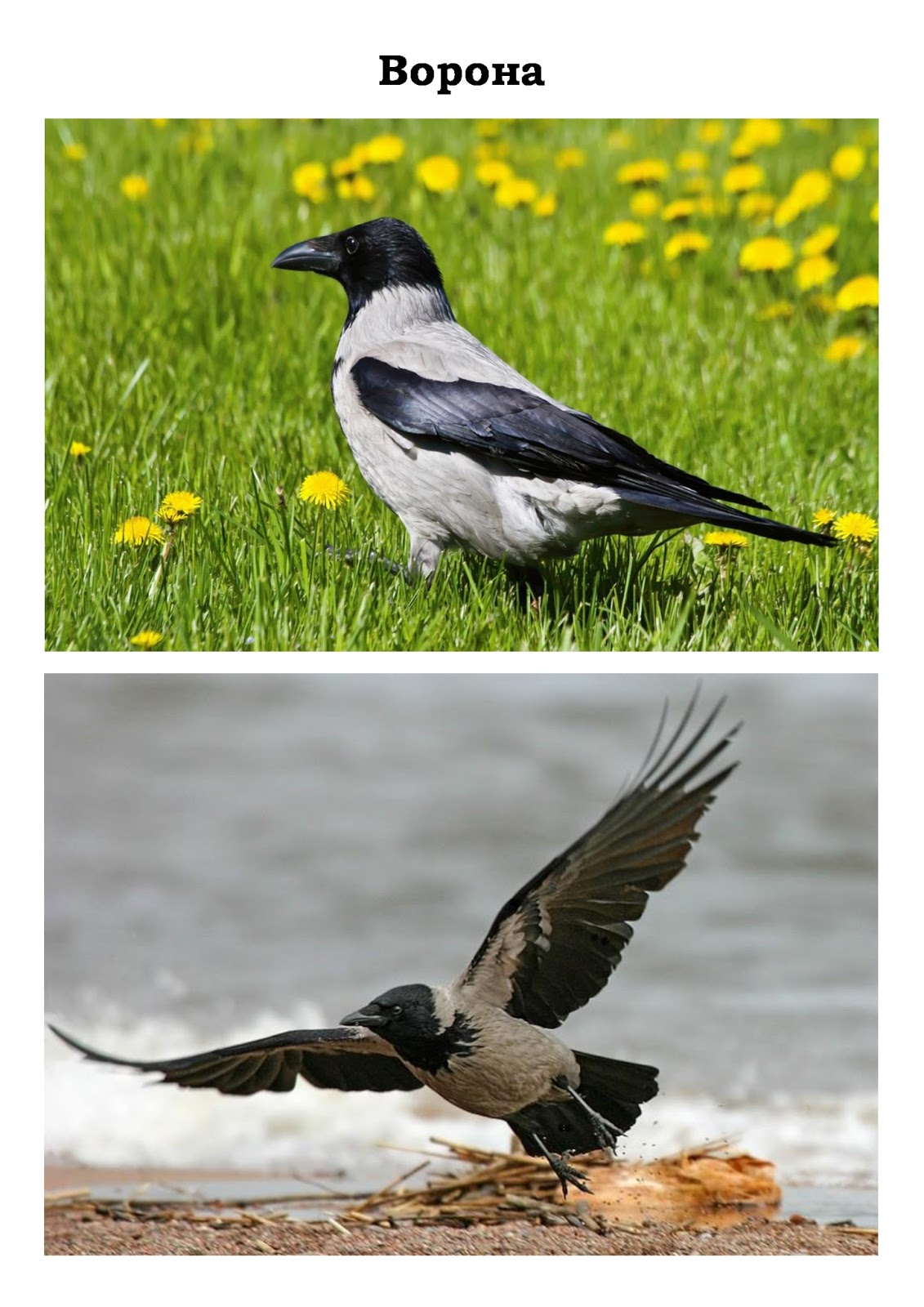 Ворон ворона грач отличия. Ворон самка. Ворон как отличить самца от самки. Ворониха самка ворона. Ворона самец и самка.