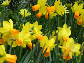 Allan Gardens Conservatory Spring Flower Show 2013 yellow daffodils by garden muses: a Toronto gardening blog