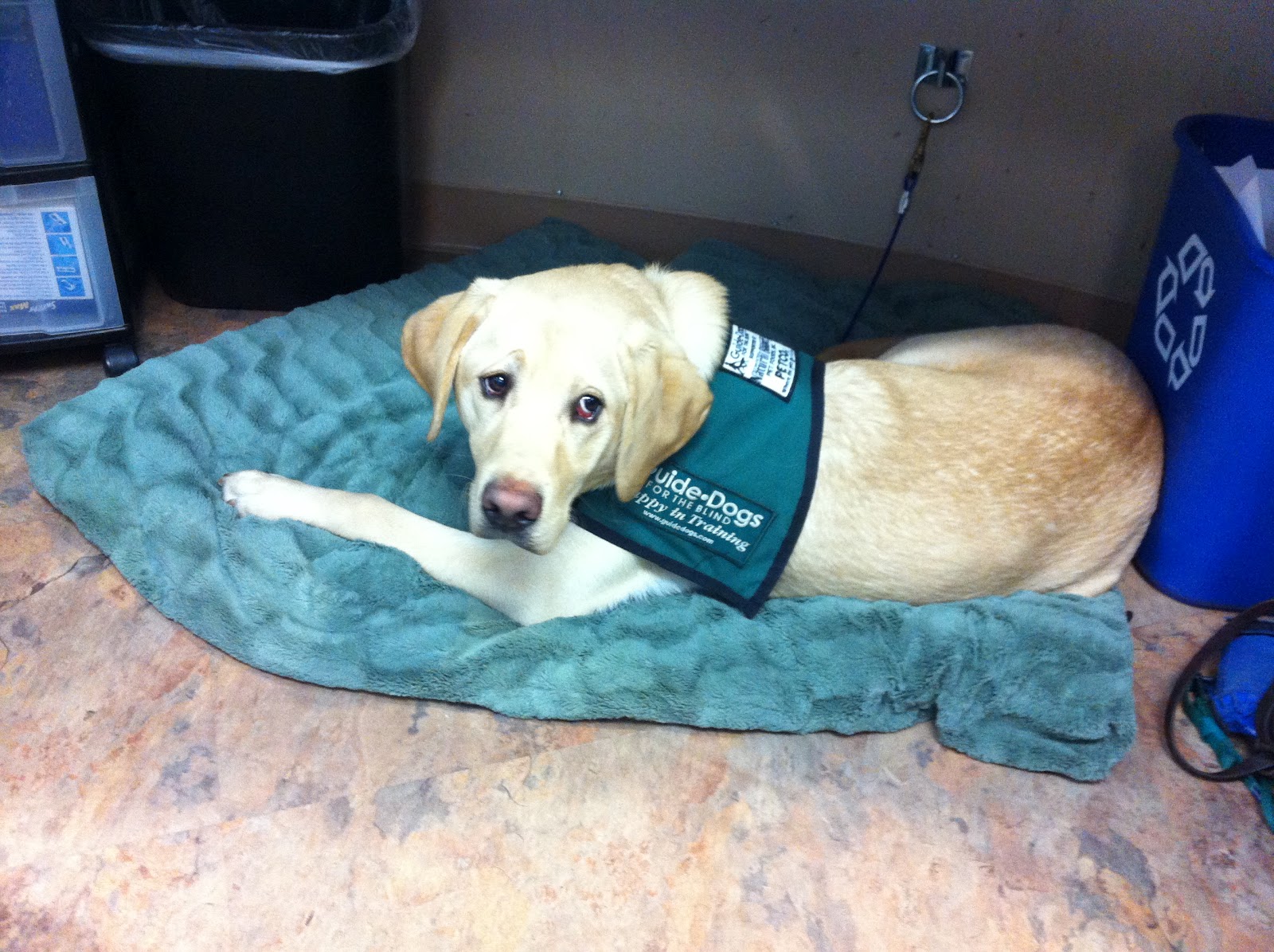 Ranch Veterinary Center Meet Kirk Guide Dog Puppy in Training