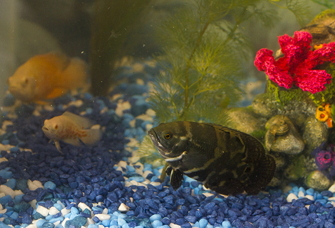 Oscar fish chasing tail