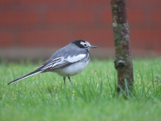 MASKED WAGTAIL-CAMROSE-PEMBROKESHIRE-9TH DECEMBER 2016