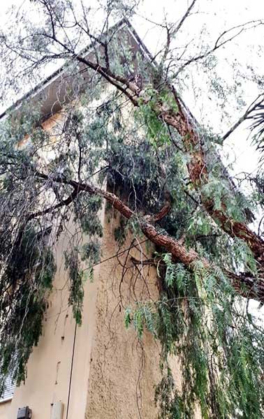 Un árbol cae sobre una casa en Schamann Un árbol cae sobre una casa en Schamann