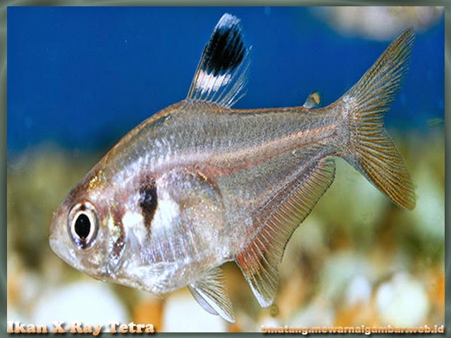 Nama Binatang Dari Huruf X Nama Gambar Binatang A Z Nama Binatang Dari Huruf X Nama Gambar Binatang A Z