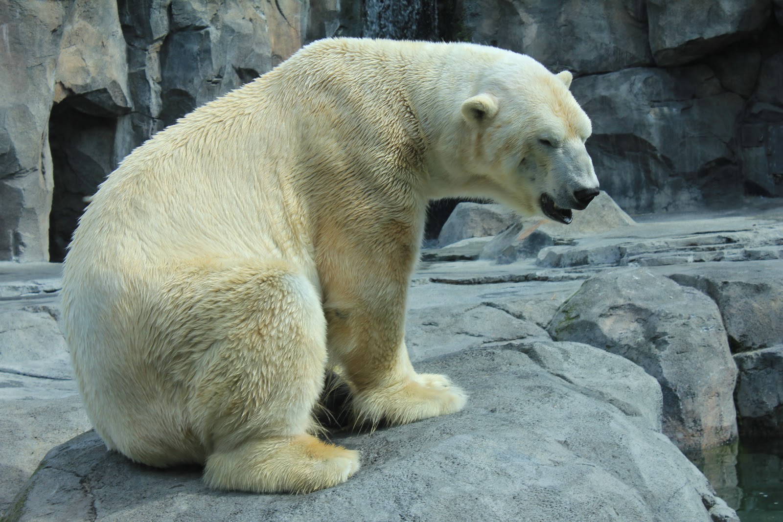 Life is Beautiful POLAR BEAR ursus maritimus (ALASKA ZOO)