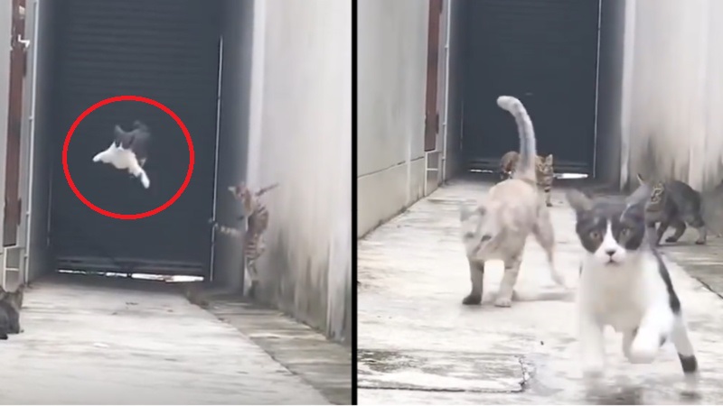 Γάτα έκανε την πιο τρομερή απόδραση από ενέδρα που της είχαν στήσει άλλες γάτες (βίντεο)