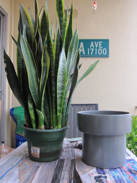 Oakley's Garden: My steps to splitting a snake plant from my balcony garden