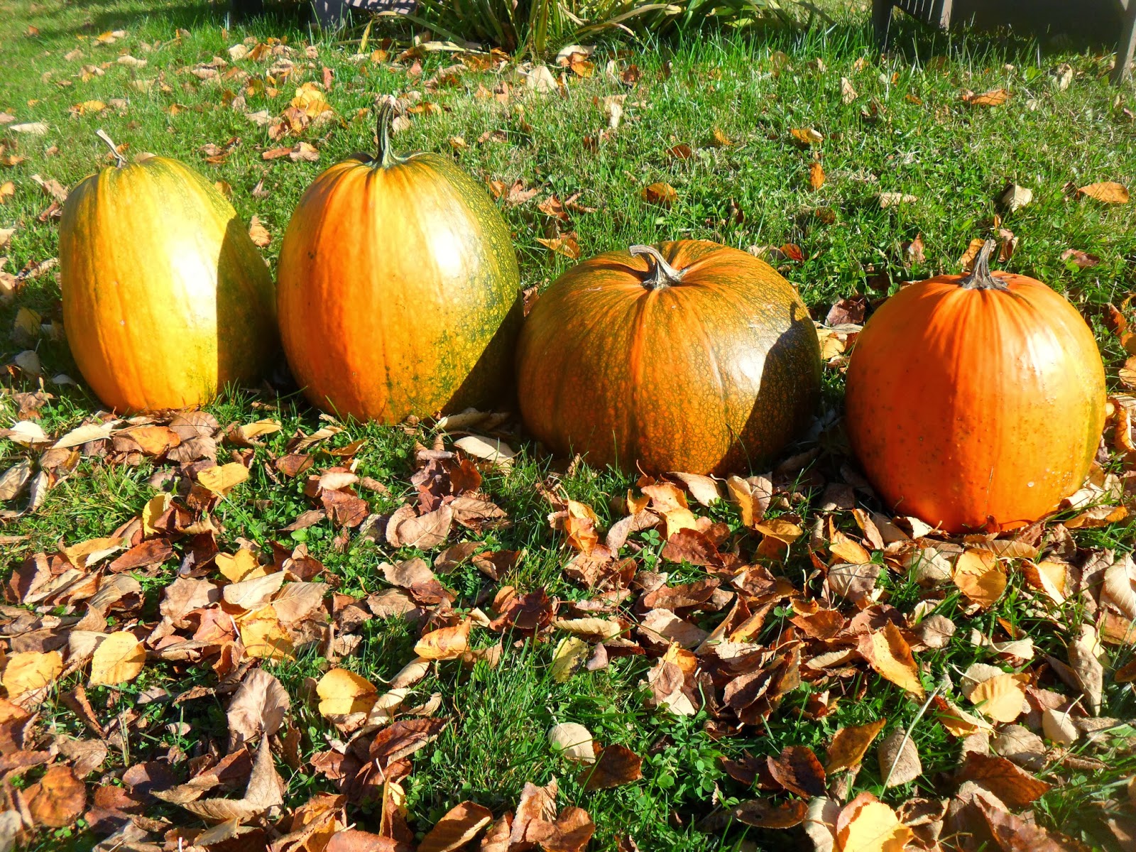 Bills Garden Tips Growing Pumpkins