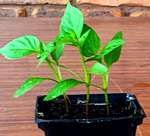 Growing Capsicum Seedling