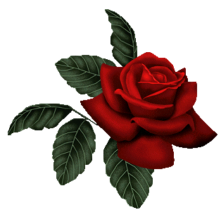Rosa, Planta da Família das Rosáceas #Rosa, Planta da Família das Rosáceas