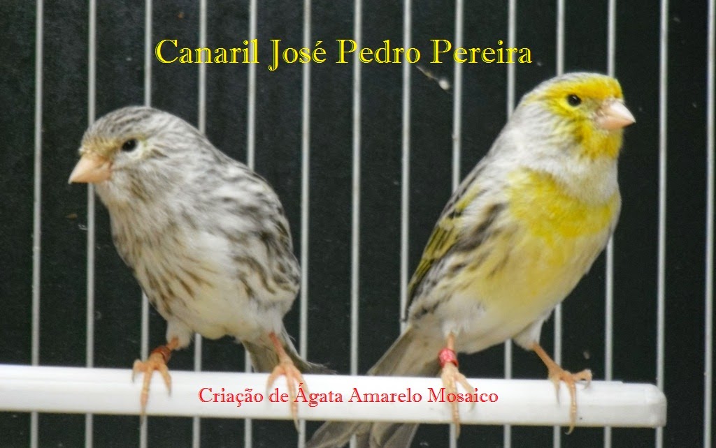 Canaril José Pedro Pereira