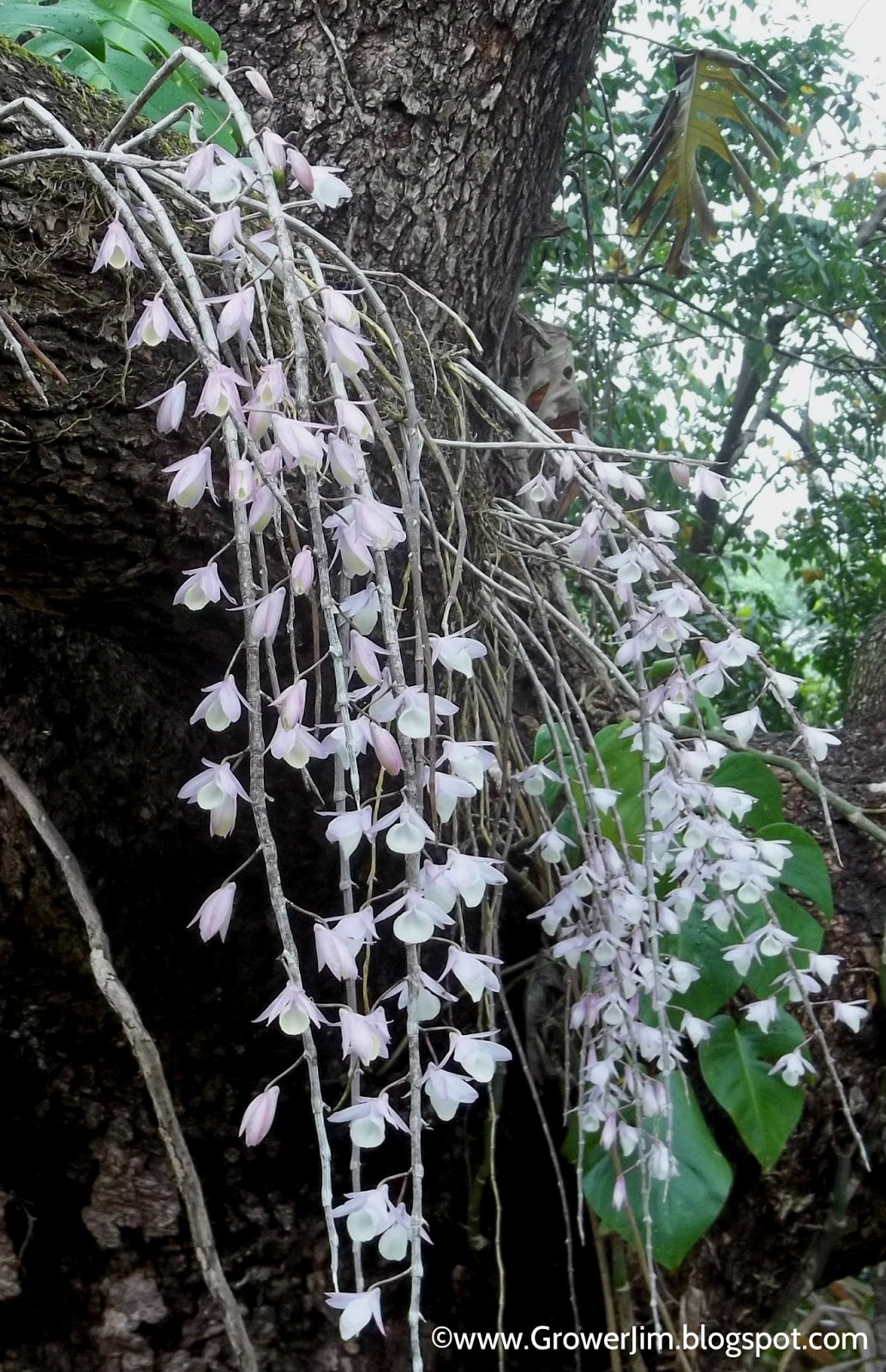 Garden Adventures Orchid waterfall